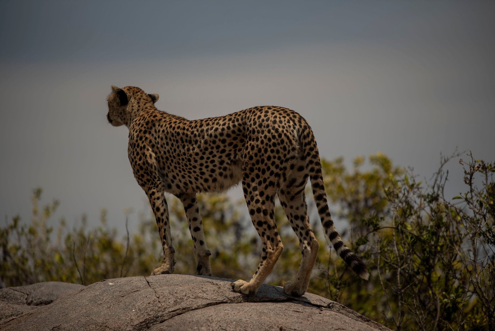 8-Day Big Five Safari from Nairobi: Kenya Itinerary 2027–2028