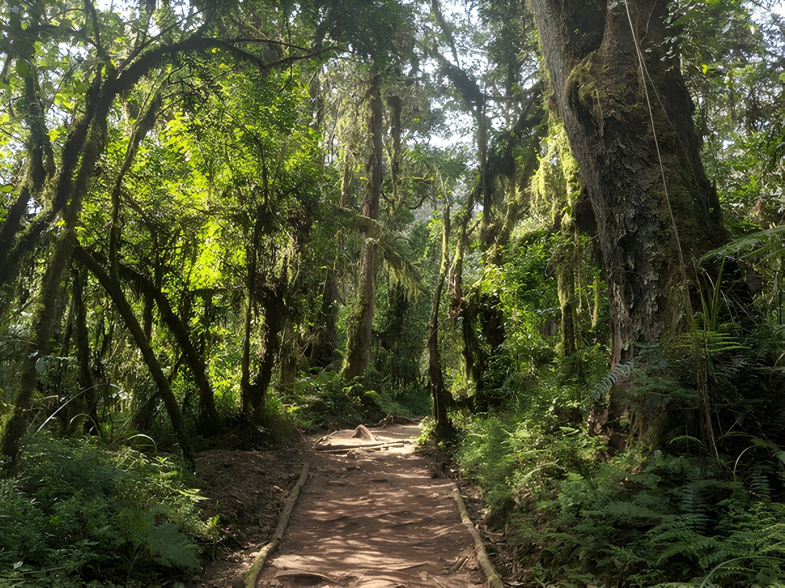 The Ultimate 7-Day Machame Group Climbing Tour 2026–2028