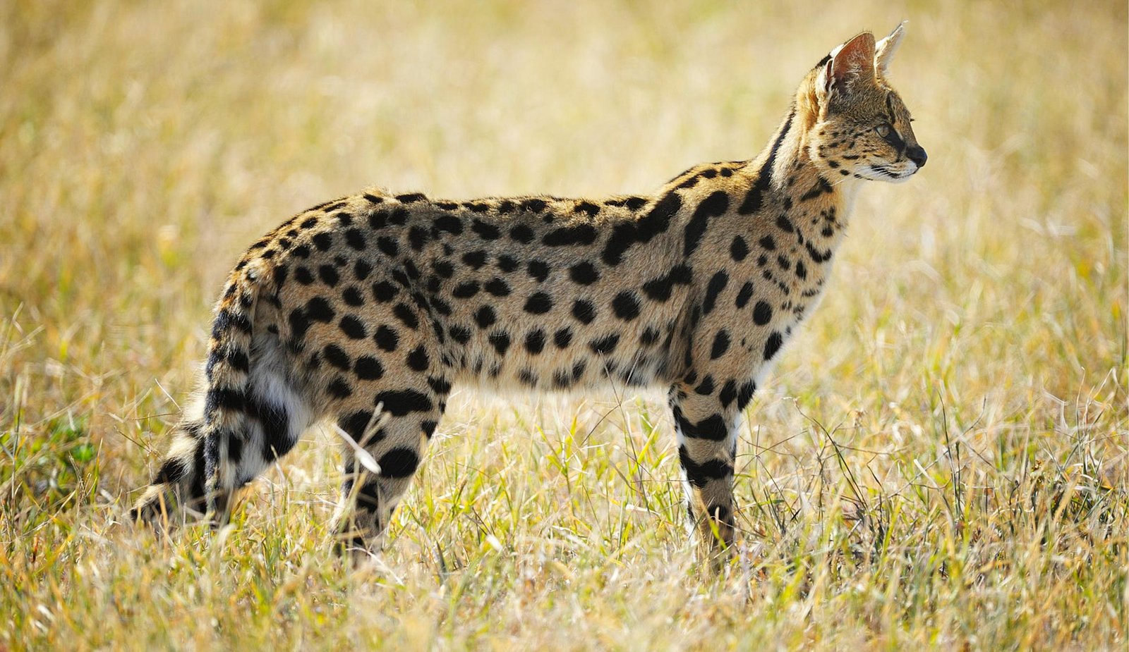 5-Day Tanzania Safari 2026–2028: Serengeti, Ngorongoro Crater & Tarangire National Park