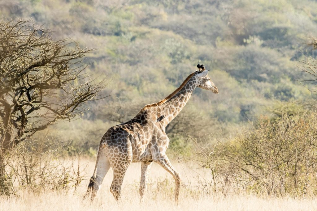 7-Day Tanzania Mobile Camping Safari: A Bold Northern Circuit Adventure