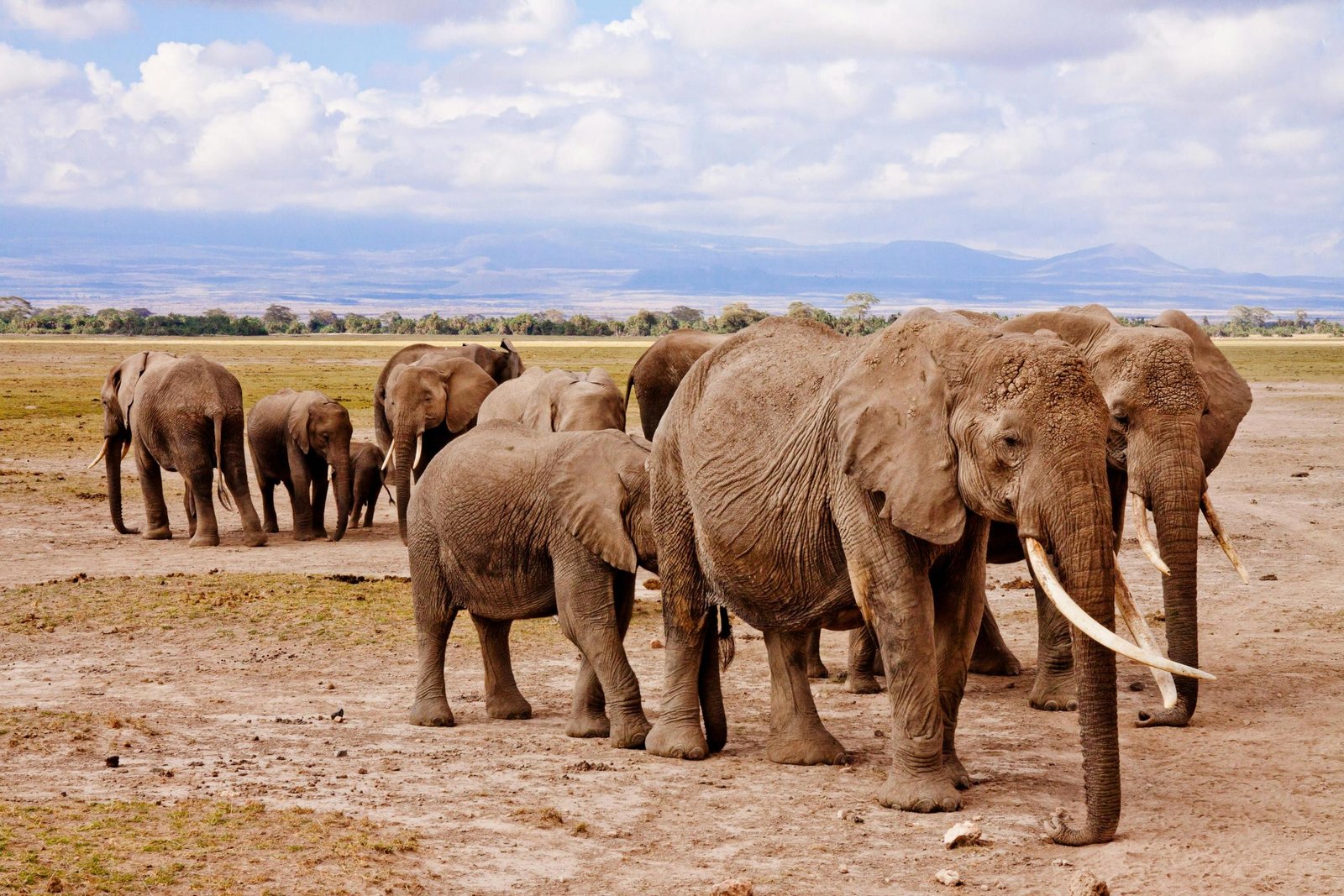 The Best 6-Day Tanzania Wildlife Safari 2026–2028