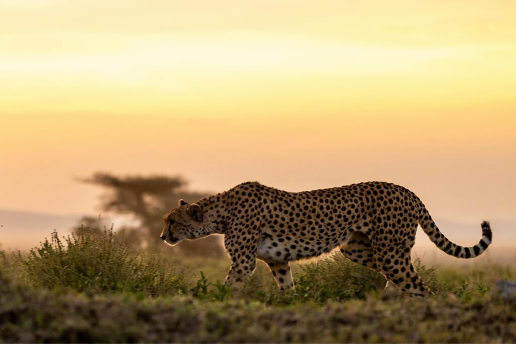 5-Day Tanzania Safari & Maasai Culture Tour: Wildlife with Real Local Connection
