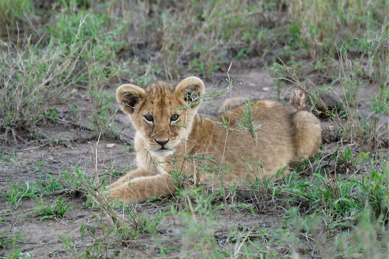 5-Day Southern Tanzania Fly-In Safari from Zanzibar: A Wild Nyerere Escape