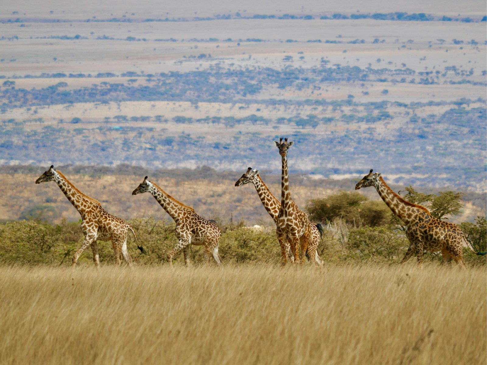 The Greatest 4-Day Tanzania Budget Camping Safari 2027–2028