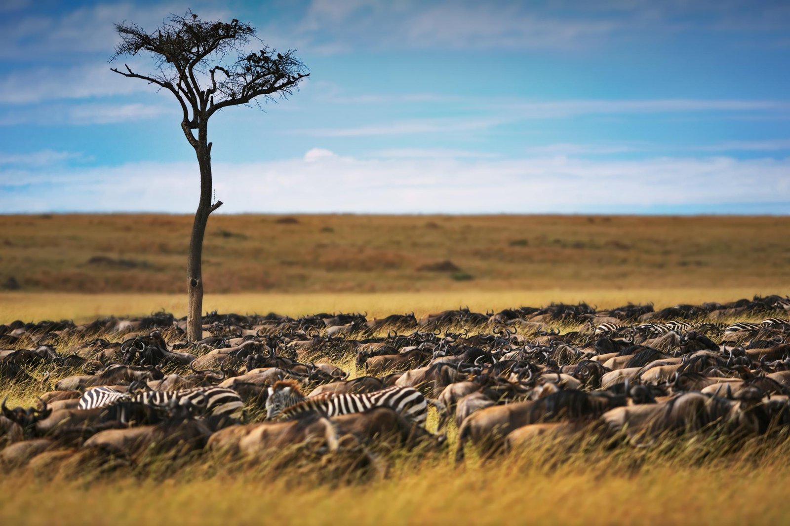 The Best 4-Day Mikumi National Park Safari 2026–2028