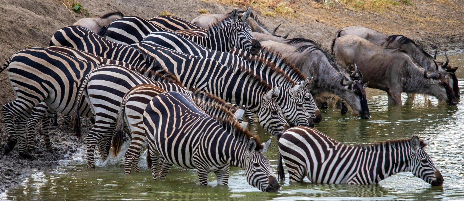 3-Day Tanzania Safari: Serengeti & Ngorongoro 2026–2028