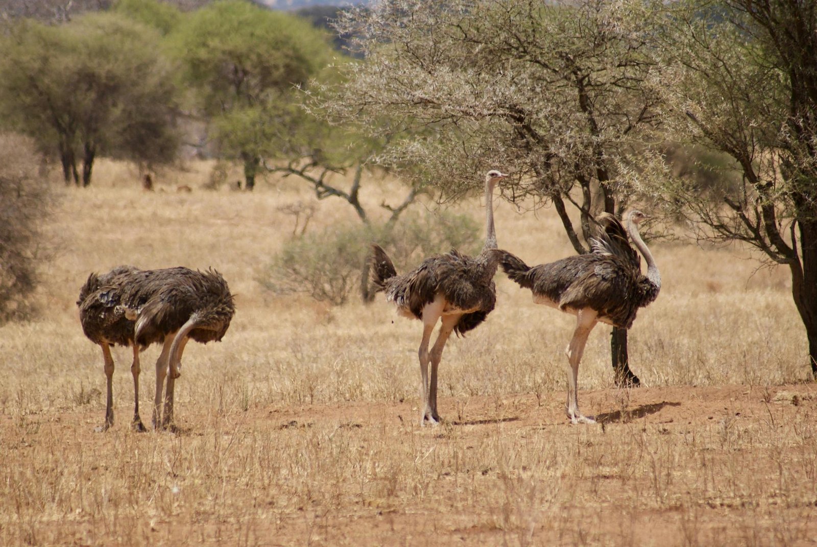 The Ultimate 5-Day Tanzania Safari Extension 2026–2028: An Unforgettable Northern Circuit Wildlife Adventure