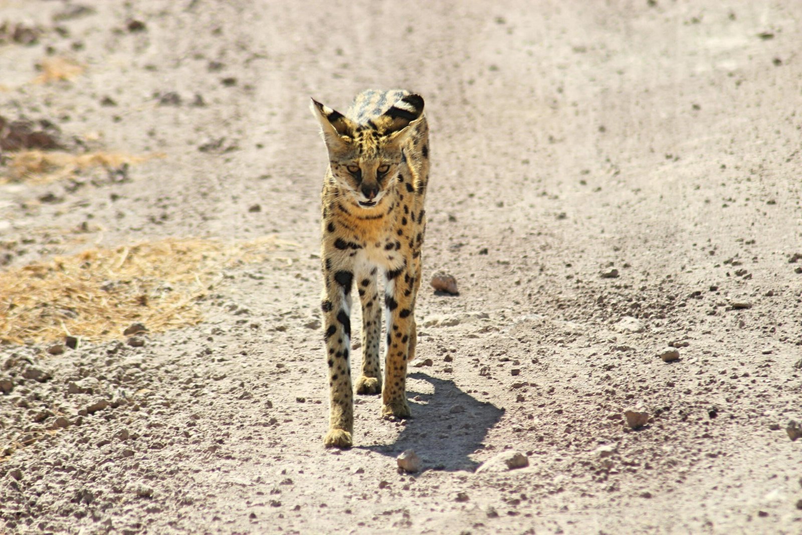 5-Day Southern Tanzania Safari: 1 Wild Mikumi & Udzungwa Mountains Adventure