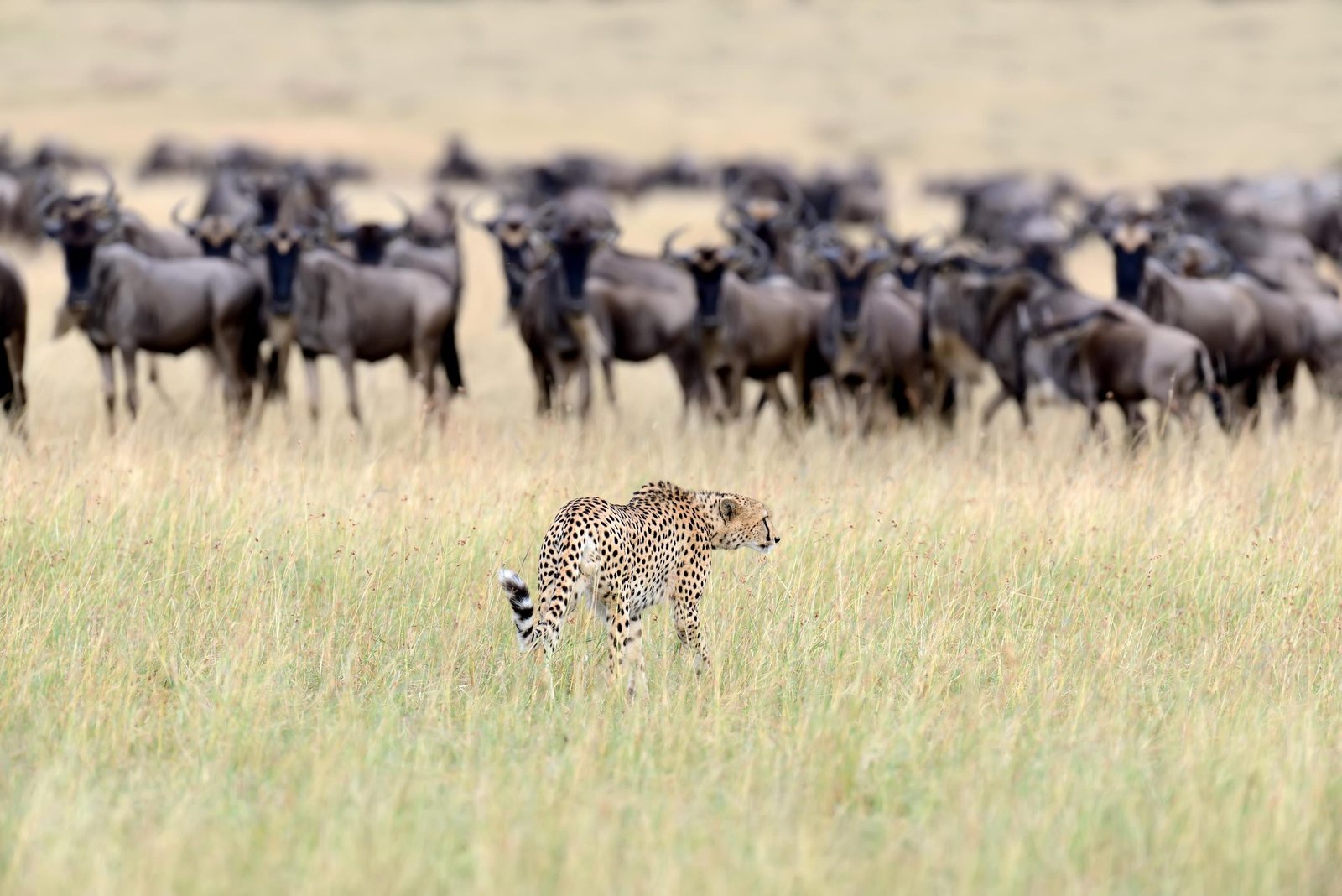 3-Day Saadani National Park Safari from Dar es Salaam