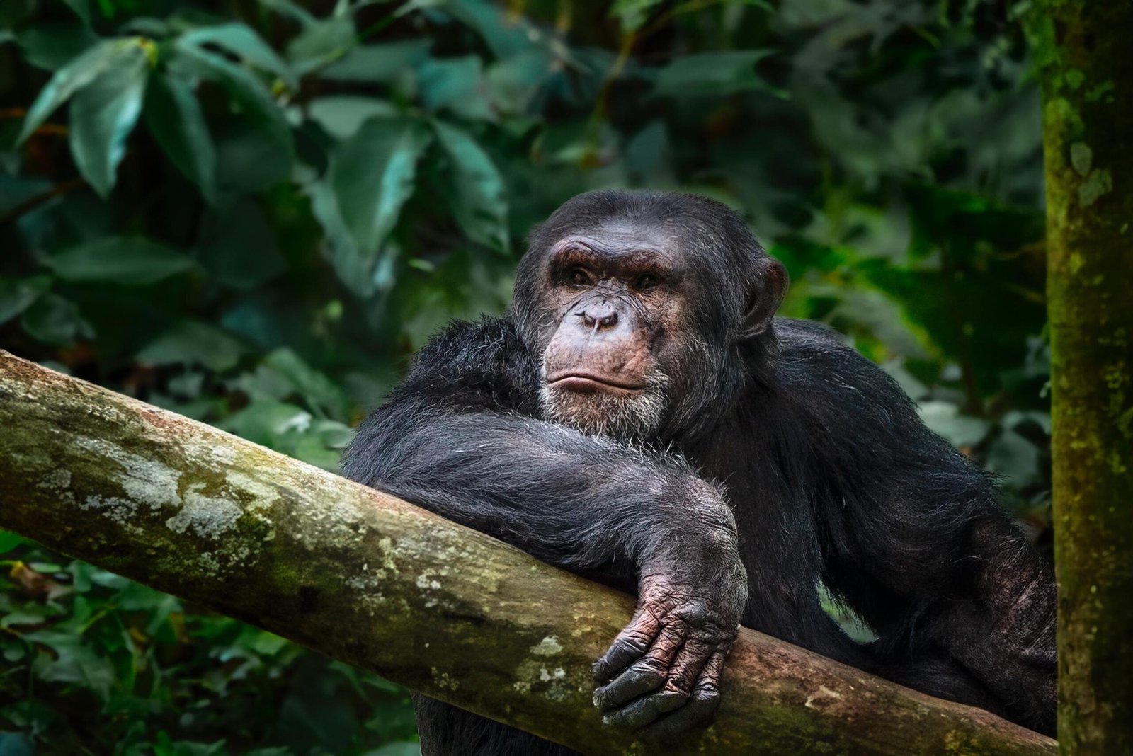 8-Day Tanzania Safari & Rwanda Gorilla Trekking: 1 Rare East Africa Adventure