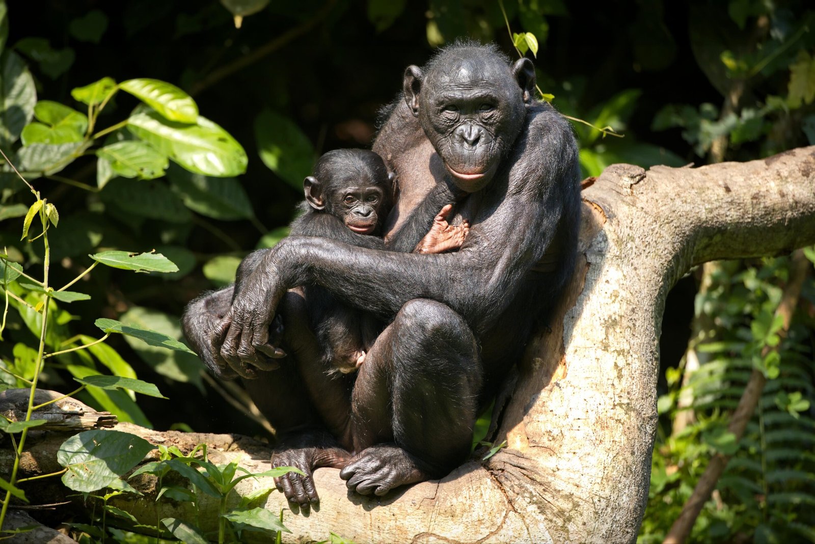 6-Day Mahale Mountains Chimpanzee Safari: A Rare Lake Tanganyika Adventure