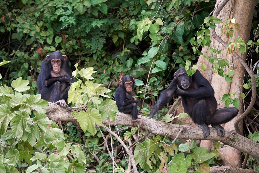 6-Day Mahale Mountains Chimpanzee Safari: A Rare Lake Tanganyika Adventure