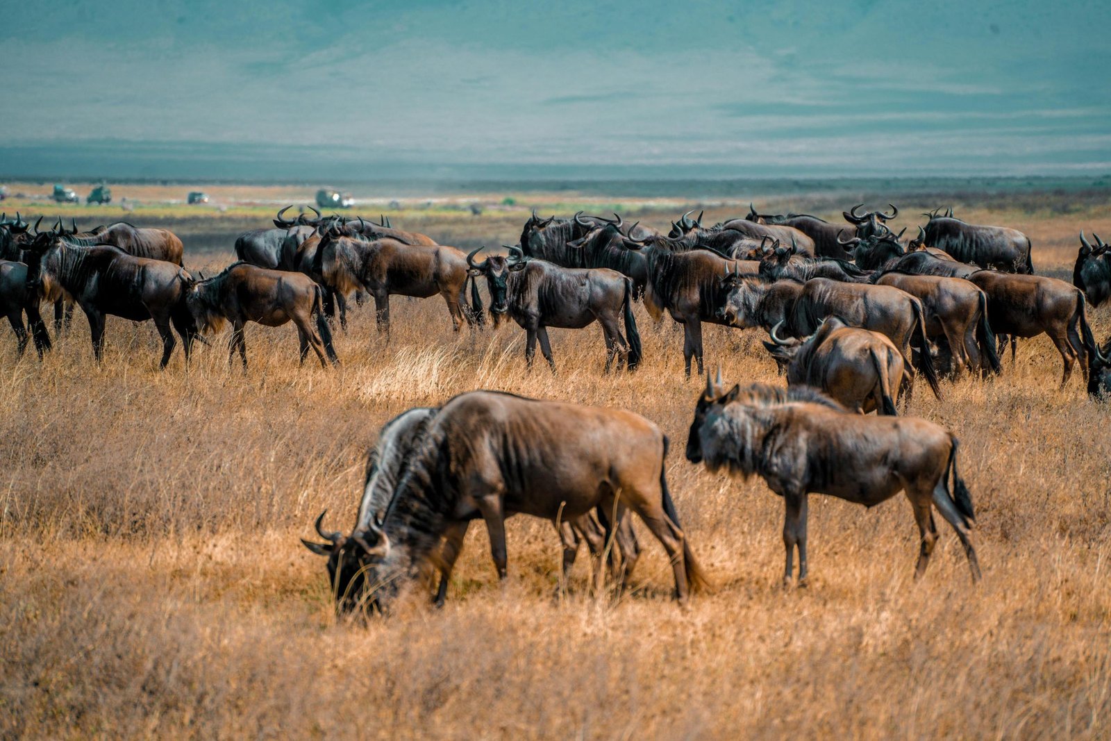 7-Day Tanzania Fly-In Safari: A Smart Serengeti and Ngorongoro Escape