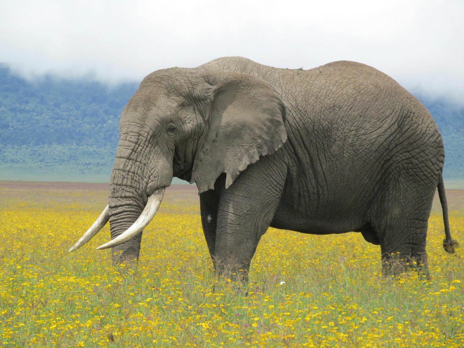 The Ultimate Tanzania Safari Companies, Activities & Reviews Guide 2026–2028