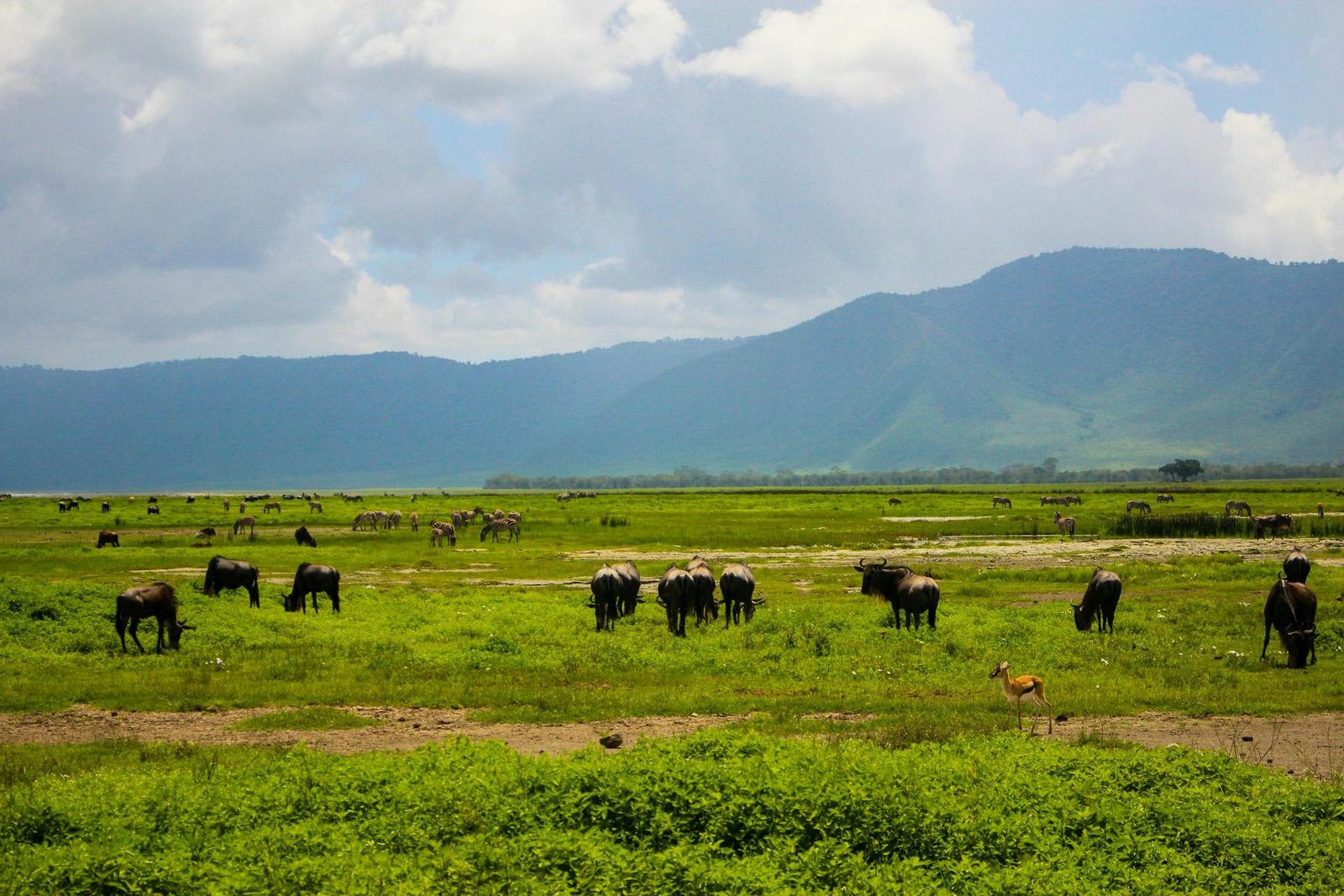 4-Day Tanzania Safari from Zanzibar: Tarangire, Ngorongoro & Lake Manyara