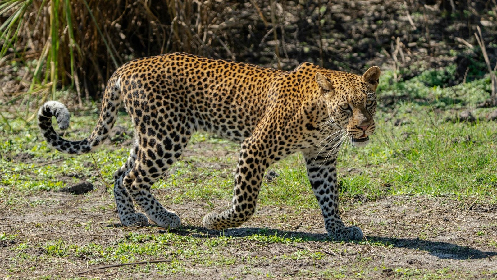 The Ultimate 5-Day Luxury Lodge Safari 2027–2028
