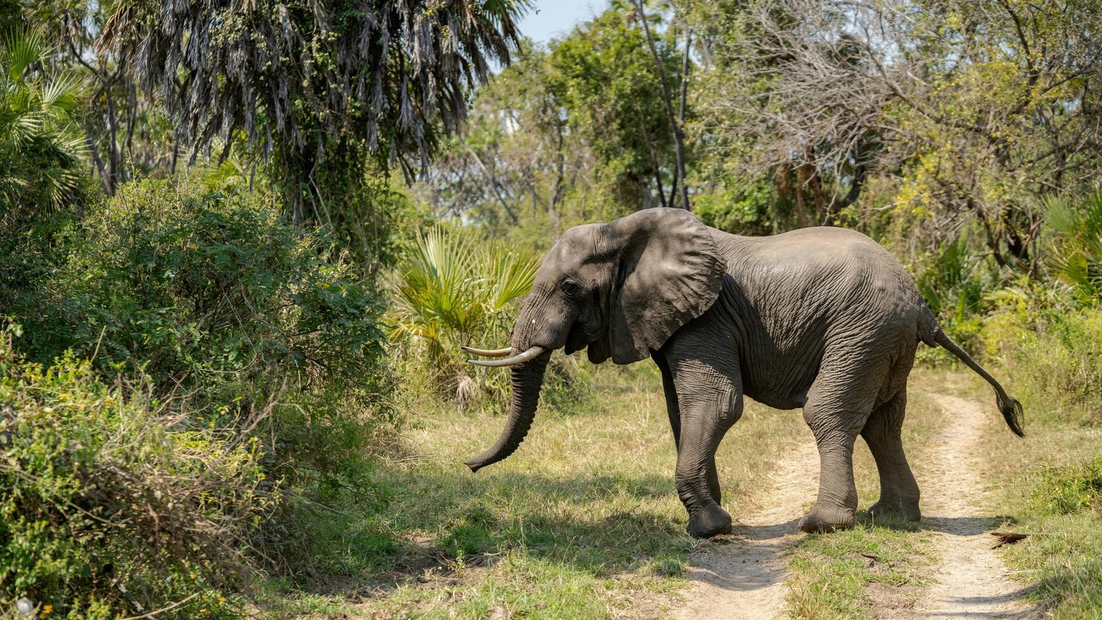 7-Day Tanzania Safari for Seniors: A Relaxed Big Five Adventure