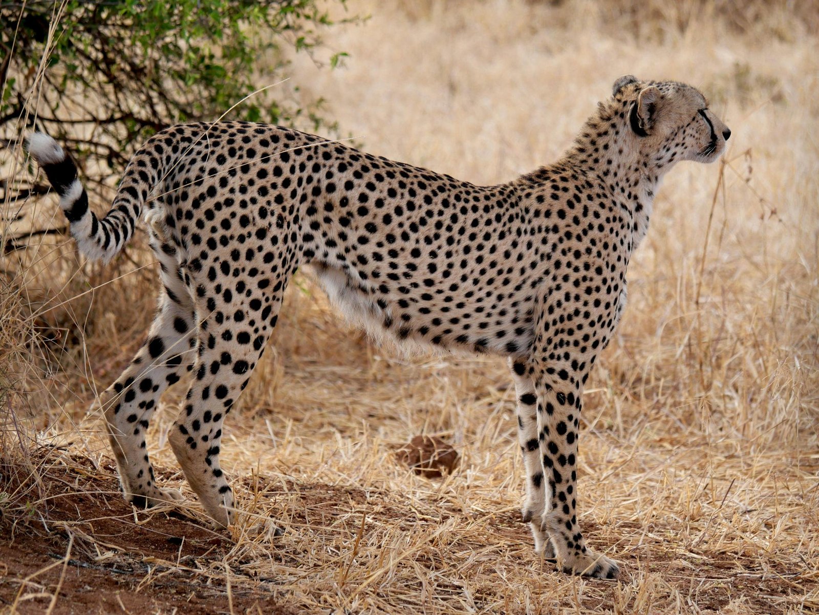 The Best 4-Day Serengeti National Park Safari 2026–2028