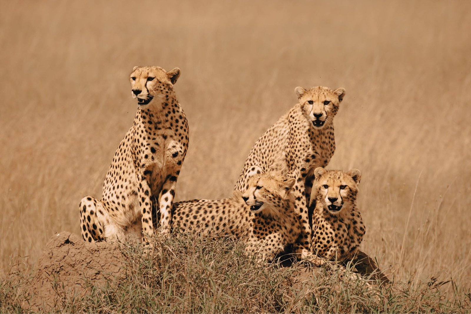 The Greatest 8-Day Tanzania Safari & Zanzibar Holiday 2026–2028