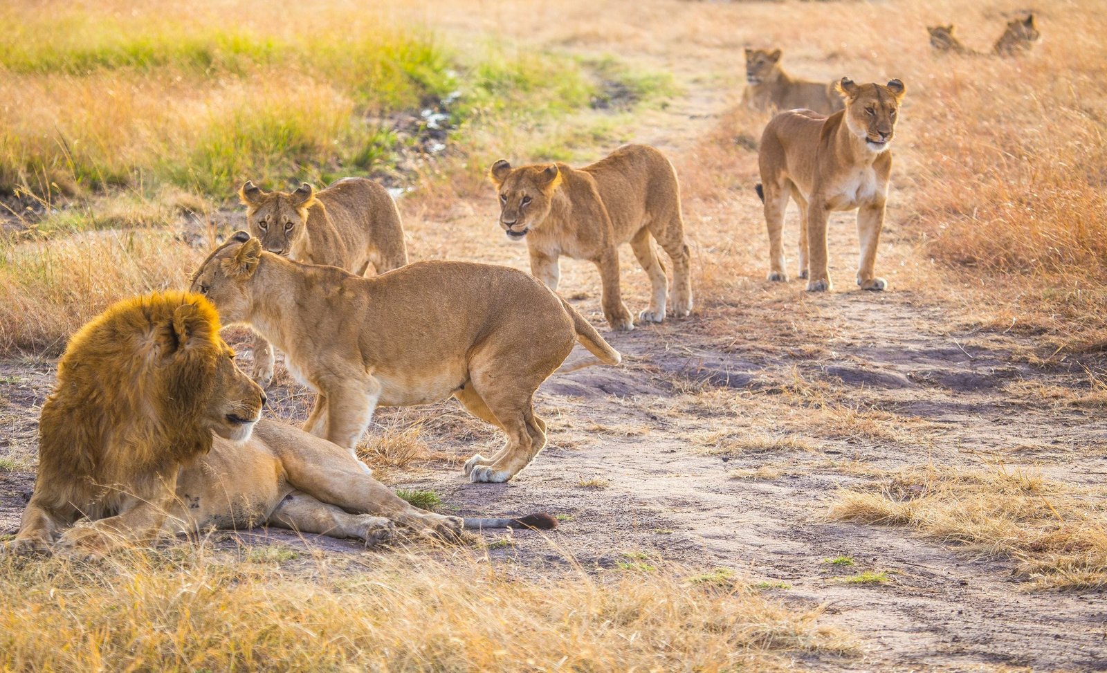 3-Day Mikumi National Park Safari