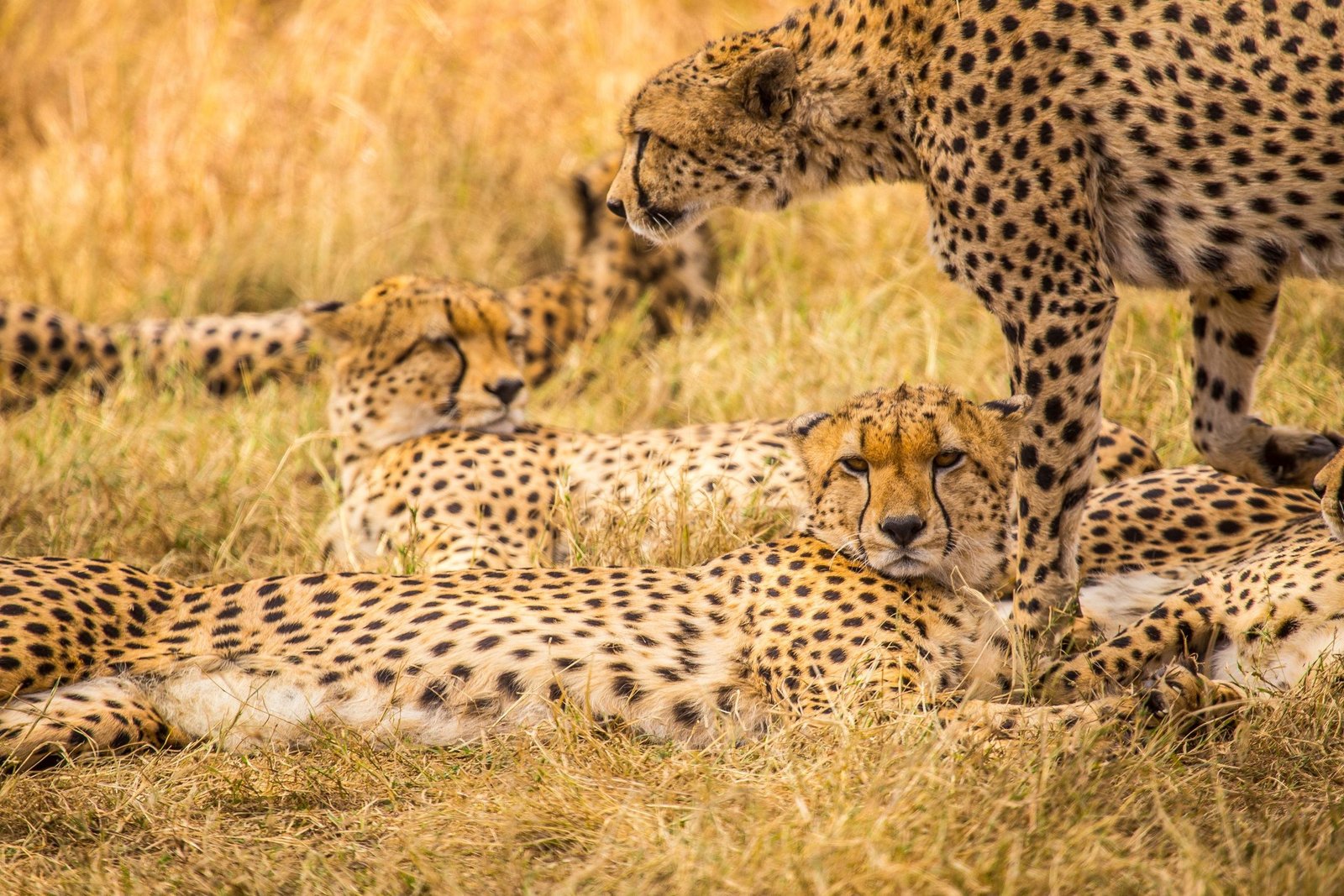 The Best & Greatest 7-Day Serengeti Wildebeest Migration Luxury Lodge Safari 2026–2028