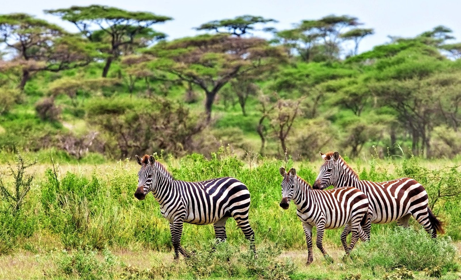 6-Day Tanzania Safari from Nairobi: 3 Iconic Parks in One Great Journey
