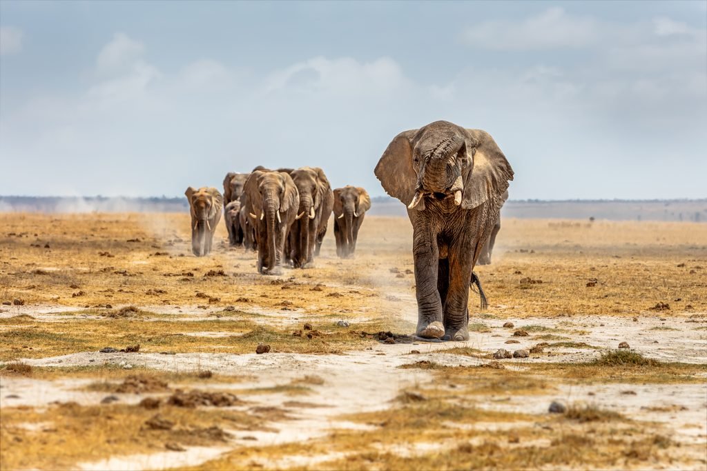 7-Day Tanzania Mobile Camping Safari: A Bold Northern Circuit Adventure