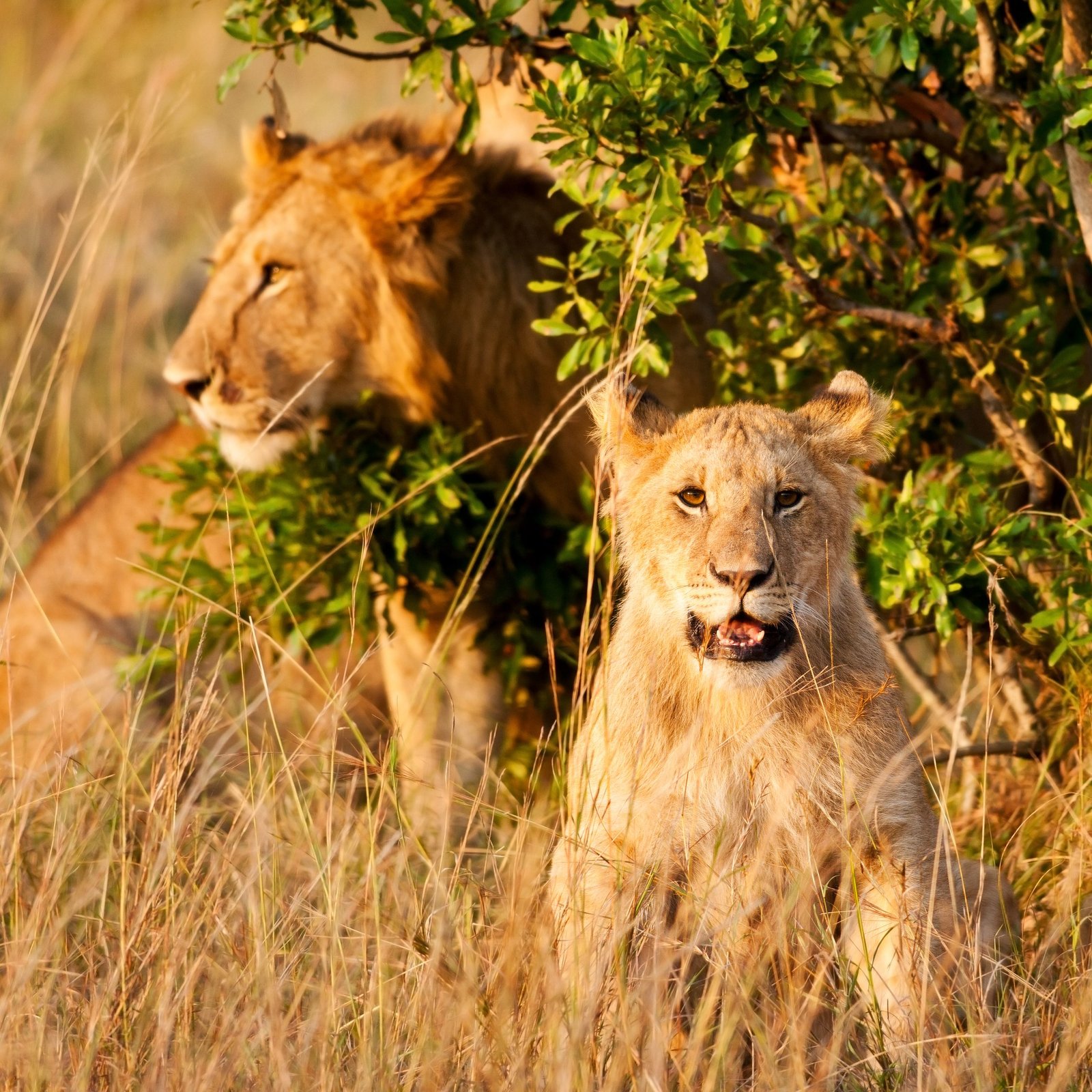 The Ultimate 5-Day Tanzania Safari 2026–2028