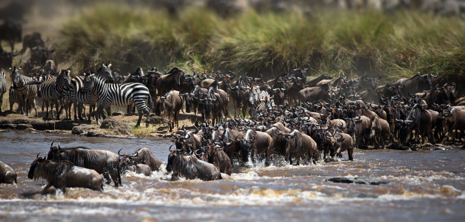 4-Day Serengeti Fly-In Safari from Zanzibar: A Powerful Big-Cat Escape