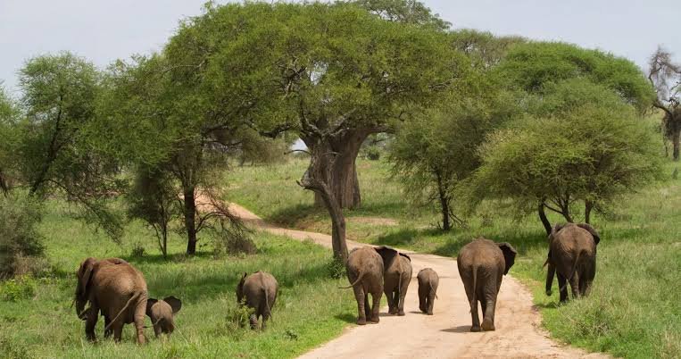 The Best 2-Day Tarangire National Park Safari 2026–2028