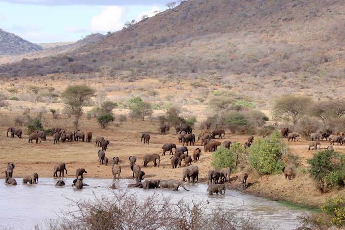 4-Day Mkomazi National Park & Lake Chala Safari: A Hidden Northern Tanzania Escape