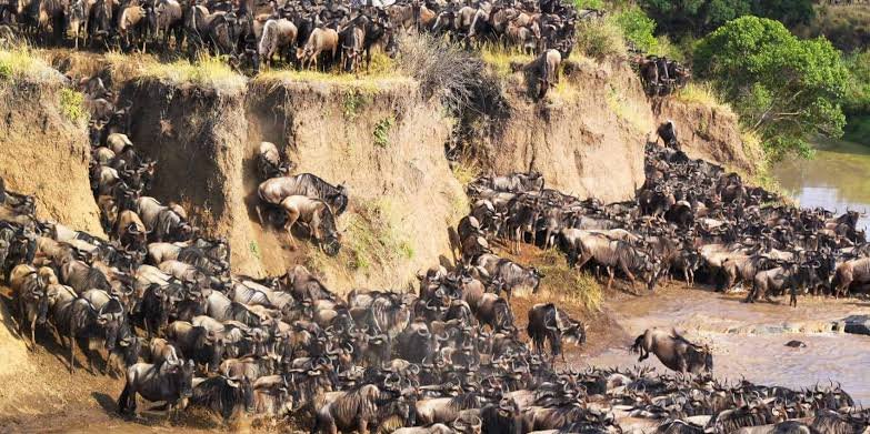 The Best 6-Day Northern Tanzania Safari 2026–2028