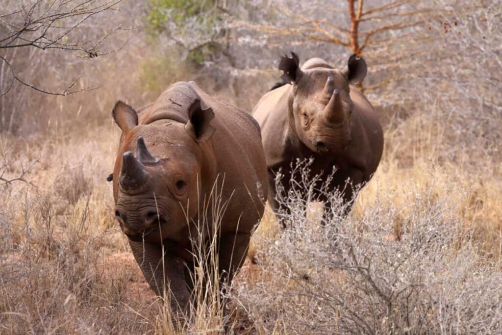 4-Day Mkomazi National Park & Lake Chala Safari: A Hidden Northern Tanzania Escape